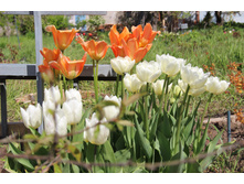 Orange Princess (���������) ��� ���������, ����� ��������