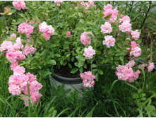 ���� �������������� �����