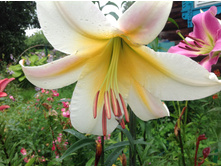 ������ ������