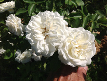 ����� ����������