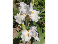 IMG 20220626 103648.jpg