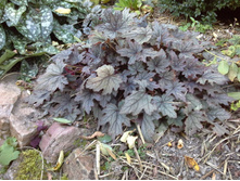 ���������� ��������� INFINITY ��������.jpg