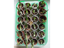 IMG 20220726 174626.jpg