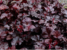 ������� ��������.jpg