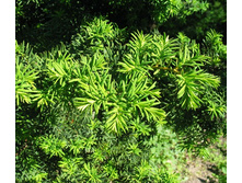 ���� ���������1.jpg