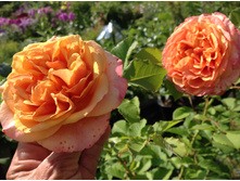 �� ���� �����