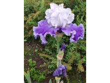 IMG 20220627 194720.jpg