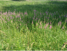 20220709 �� �������� 133631.jpg