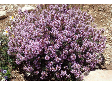 ������ ������������.jpg