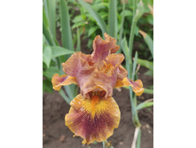 IMG 20220620 092742.jpg