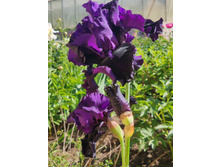 IMG 20220625 082057.jpg