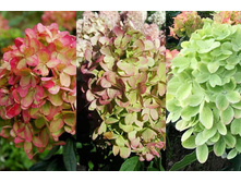 Hydrangea paniculata Graffiti-8.jpg