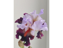 IMG 20220621 103143.jpg