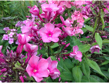 ����� ����