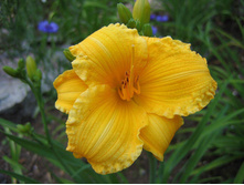 ����� ������� +))