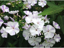 ����� ���� ���