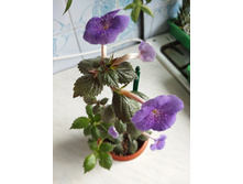 IMG 20220726 173312.jpg