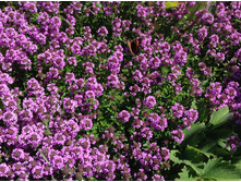 ������ �����