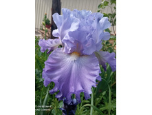 �������� ����