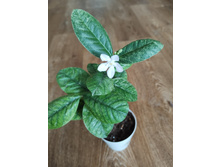 ������ Wrightia ANTYDISENTERICA  VARIEGATA.