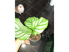 ������� ���������