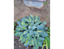 IMG 20220716 182703 1.jpg