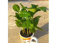 ���� �������