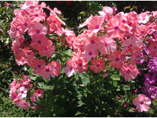 ������� ����