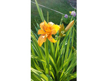 4� �������� �����-���������� �������