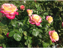 ������ ��������