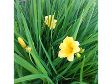 �������� Stella d'Oro. ���� 100�.jpg