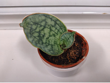 ����������� ����� ������� ��� (Sansevieria Kirkii Silver Blue)