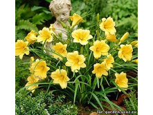 �������� Stella d’Oro �������.jpg