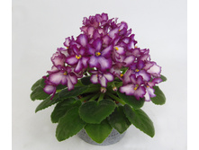 ��-������ ������.jpg