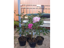 ���� ������-������� ������� ����� � ������� ����� ���. ��������� ������� �������. ���� 300�.jpg