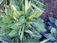 IMG 20220716 182747 1.jpg