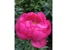 CYTHEREA  400 ��� (4-5 �����)