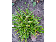 IMG 20220716 183043 1.jpg