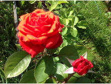 �������� (����� �� ����)