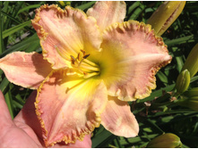 ������ ������