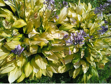 IMG 20220731 145257 1.jpg