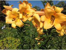 ����� ����������