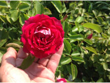 "���� ��������� "