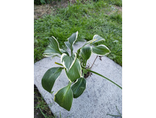 �� ������� �������