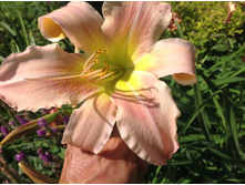 ���� �������