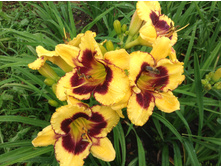 ������� ���� ����