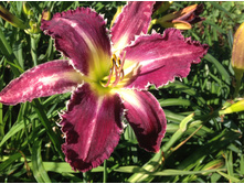 ����� ���