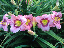 ������ �������