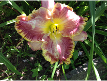 ������� ������ (?)