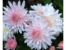 ���������� ��������� ��������� ����. ���� 250�.jpg